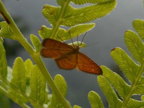 Image of Idaea flaveolaria