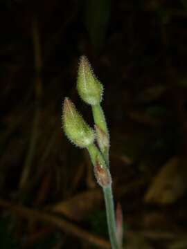 Image of Anoectochilus subregularis (Rchb. fil.) Ormerod