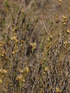 Image of Gutierrezia resinosa (Hook. & Arn.) Blake