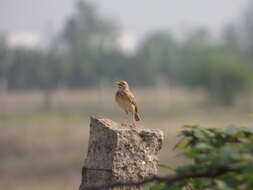 Image of Jerdon's Bush Lark