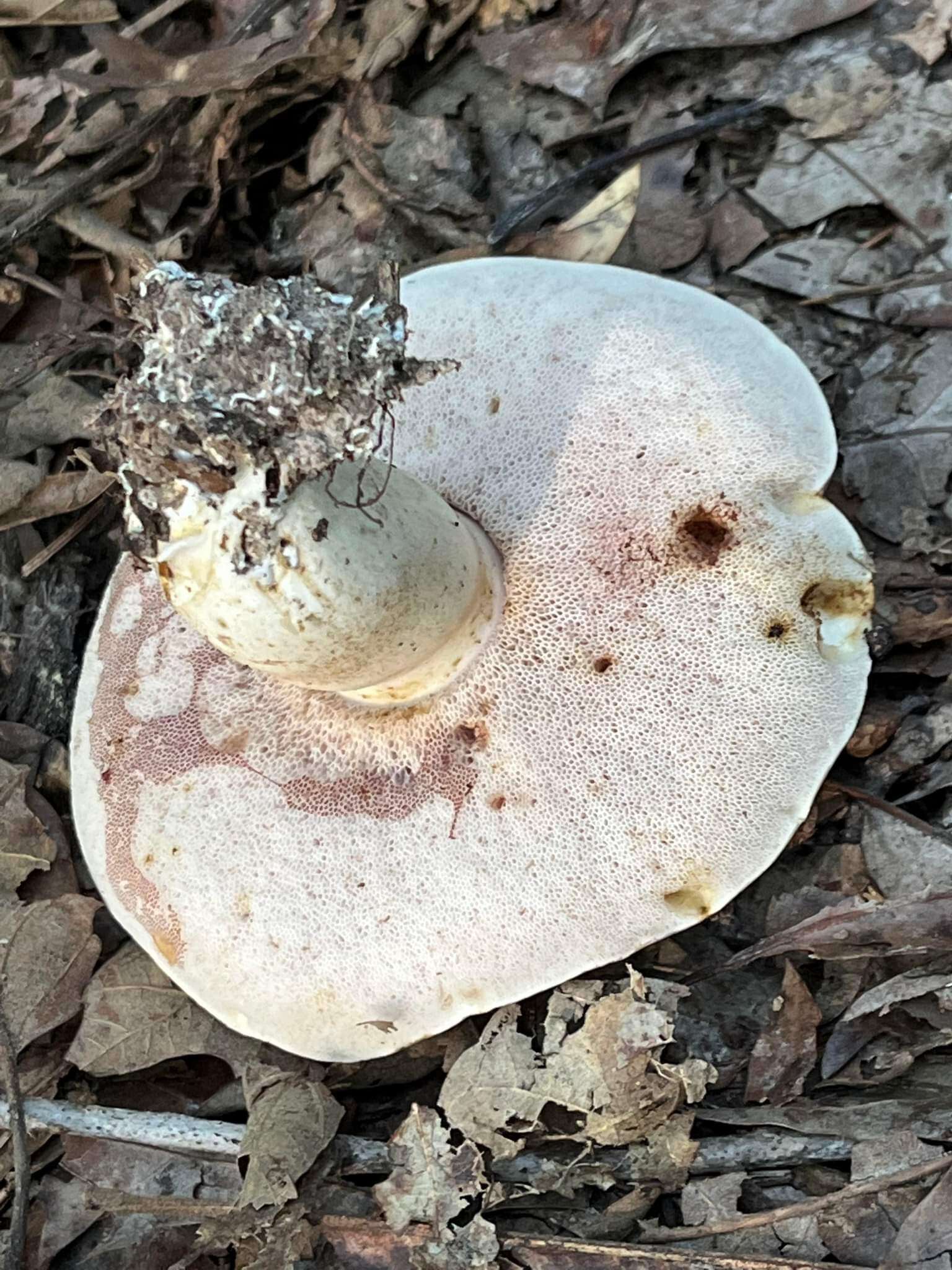 Image of Tylopilus williamsii Singer & J. García 1991