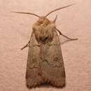 Image of Agrotis turatii Standfuss 1888