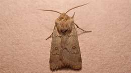 Image of Agrotis turatii Standfuss 1888