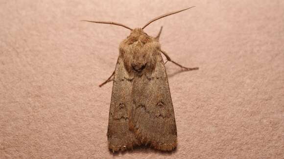 Image of Agrotis turatii Standfuss 1888