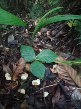 Image of Arisaema filiforme (Reinw.) Blume