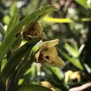 Image of Maxillaria ponerantha Rchb. fil.