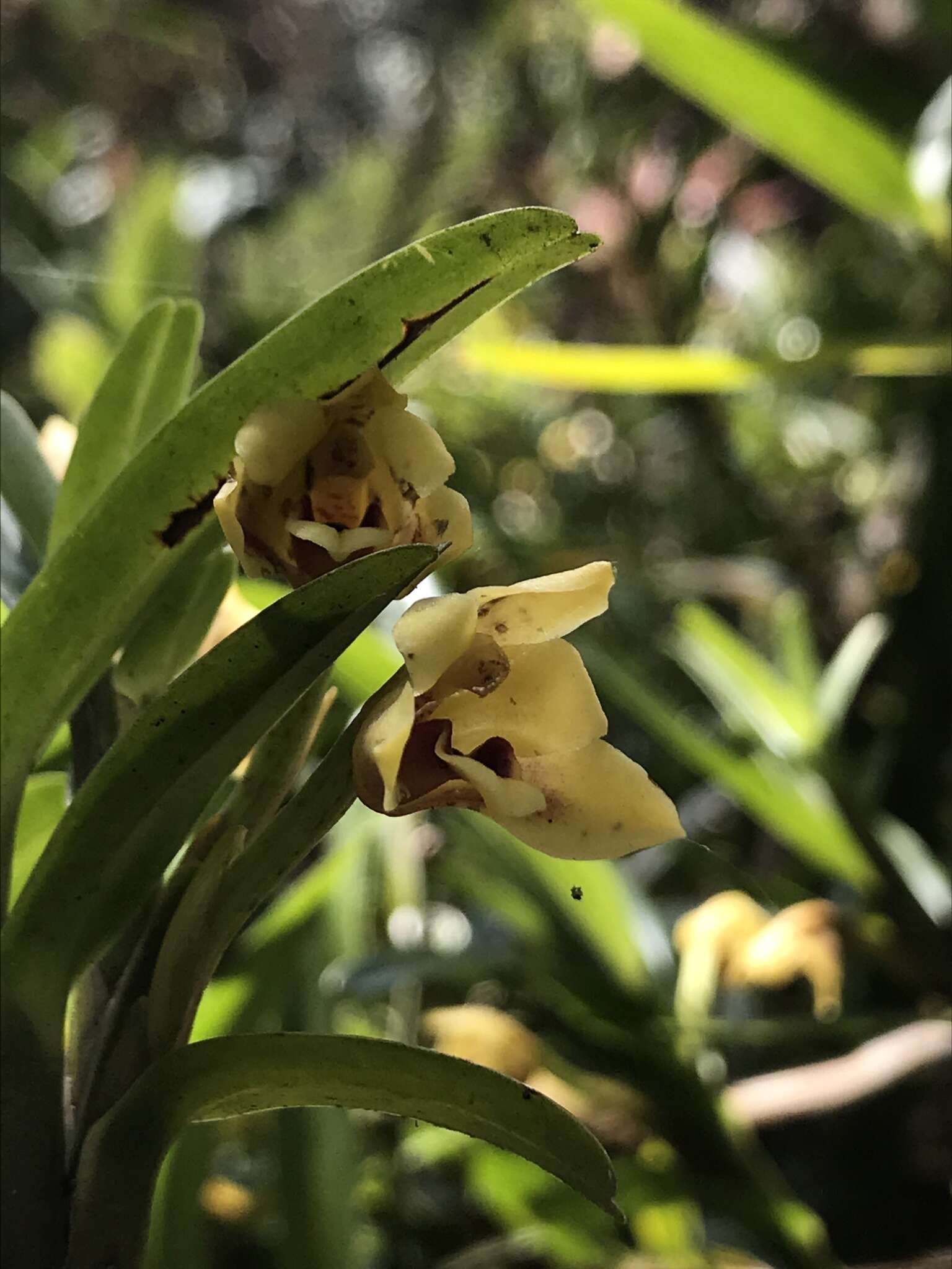 Image of Maxillaria ponerantha Rchb. fil.