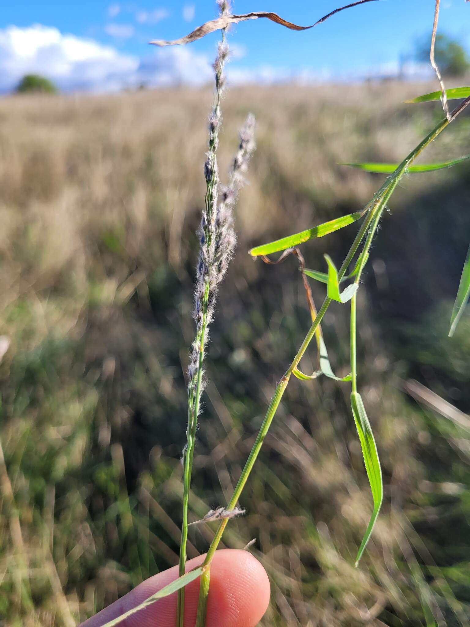 Image of Digitaria brownii (Roem. & Schult.) Hughes