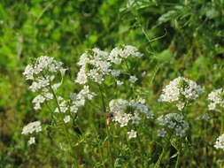 Image of Lysimachia candida Lindl.