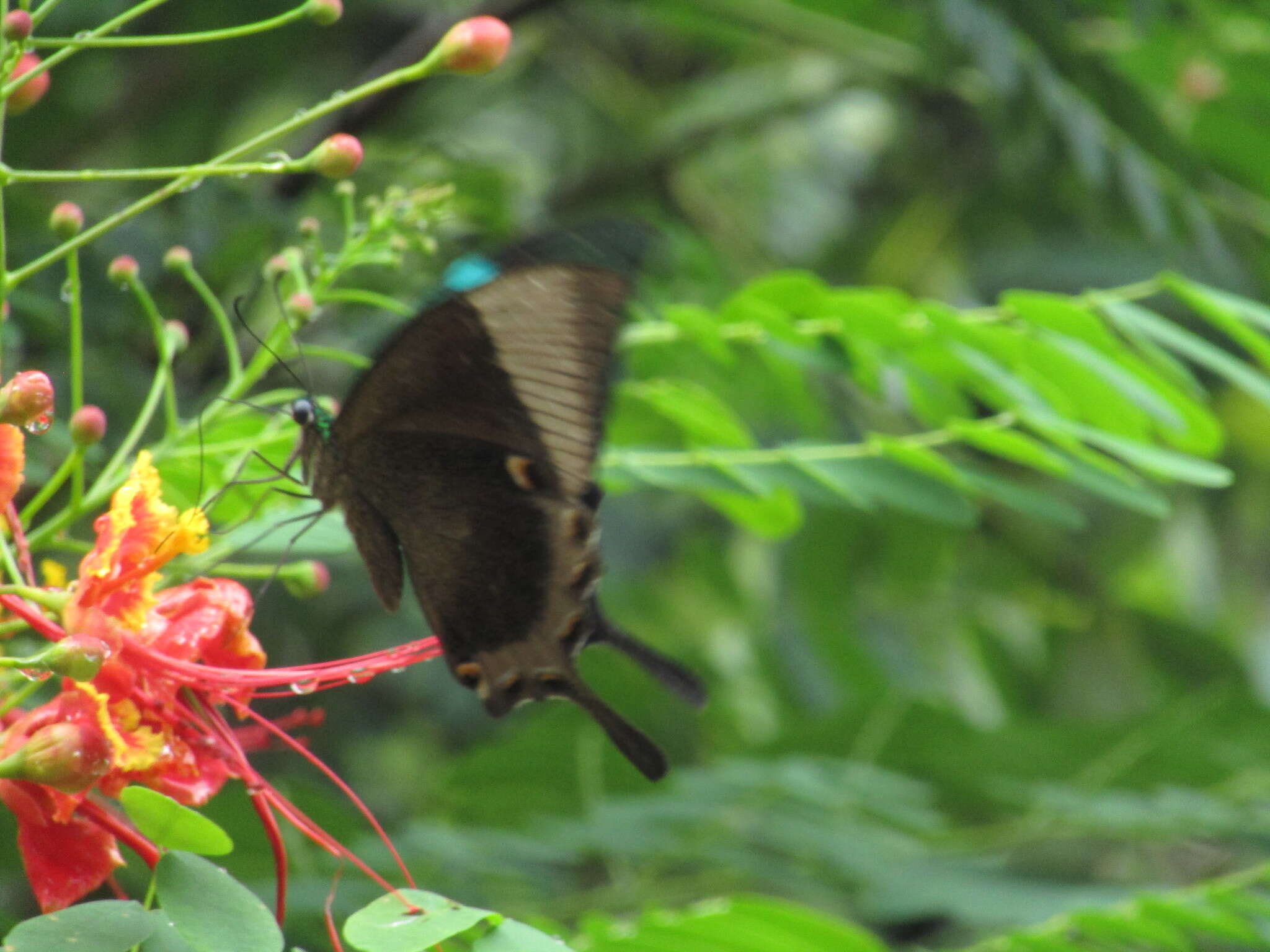 Image of Malabar Banded Peacock