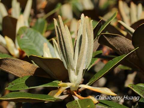 صورة Rhododendron hyperythrum Hayata