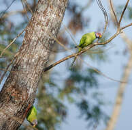 Image of Blossom-headed Parakeet