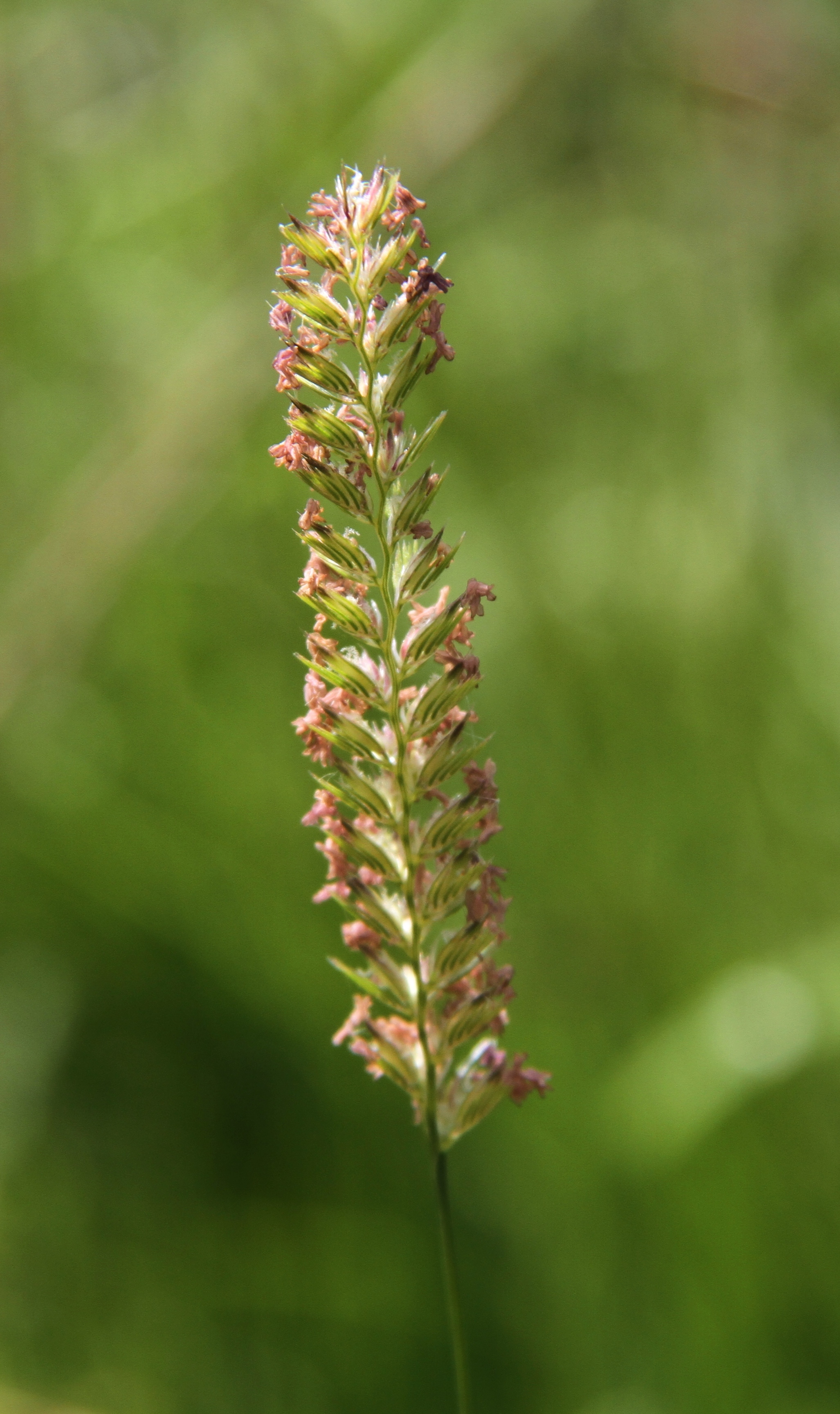 Cynosurus cristatus (rights holder: Wildlife in a Dorset garden.)