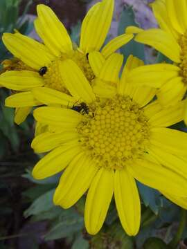 Image de Euryops evansii Schltr.