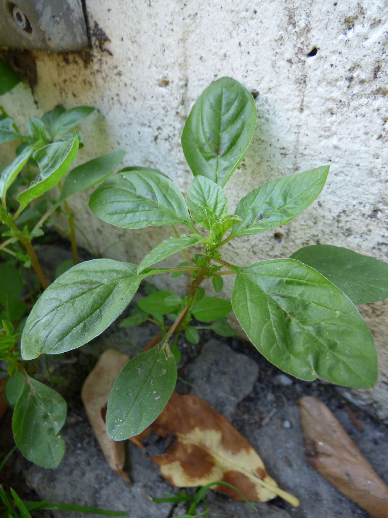 Image of Mediterranean Amaranth