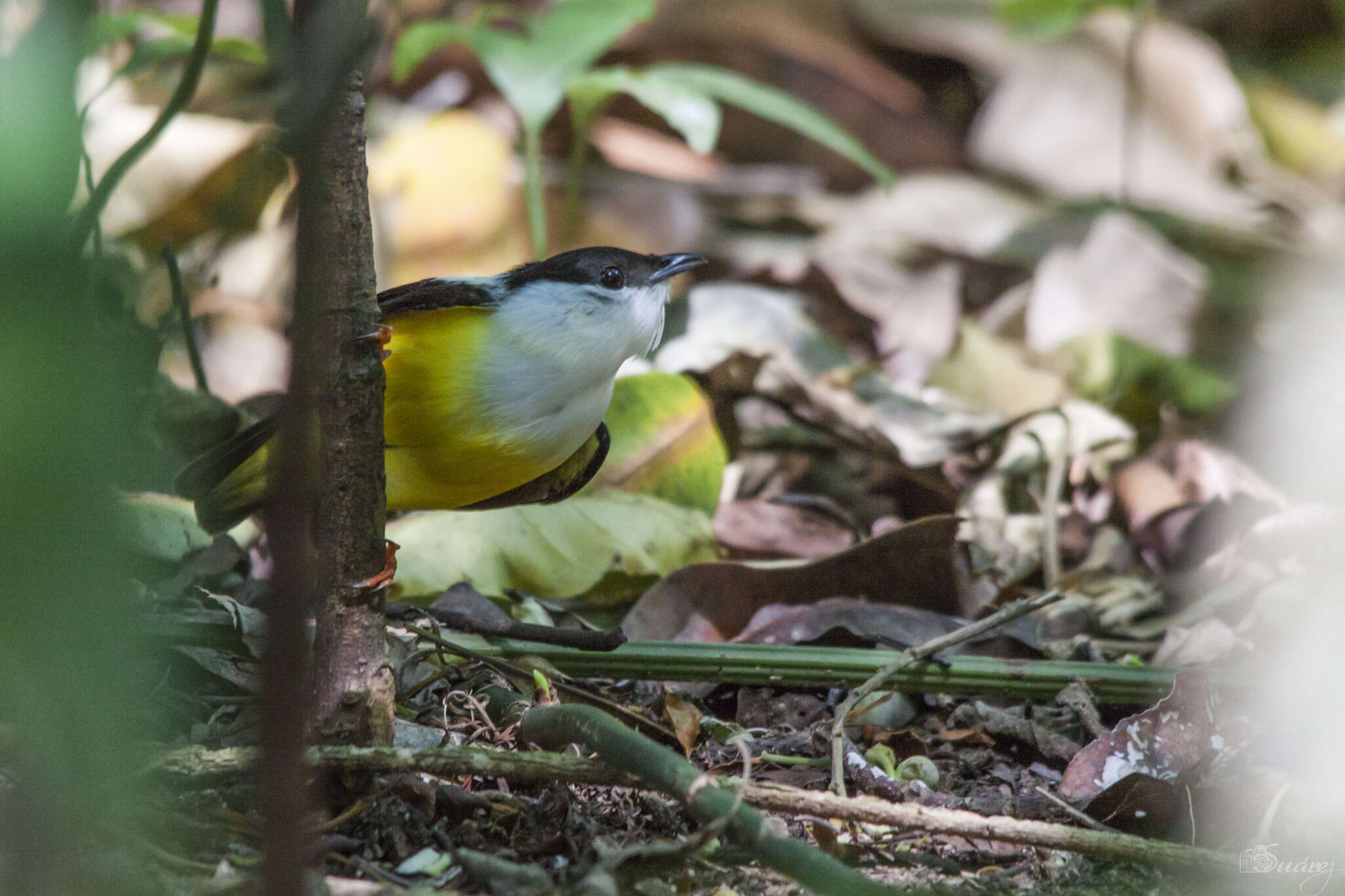 Image of White-collared Manakin