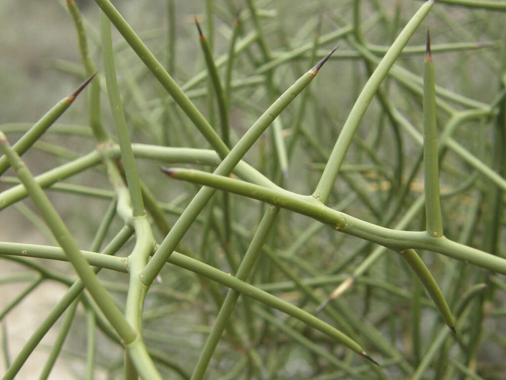 Image of crown of thorns