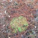 Image of sphagnum