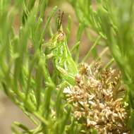 Image of Hesperotettix viridis (Thomas & C. 1872)