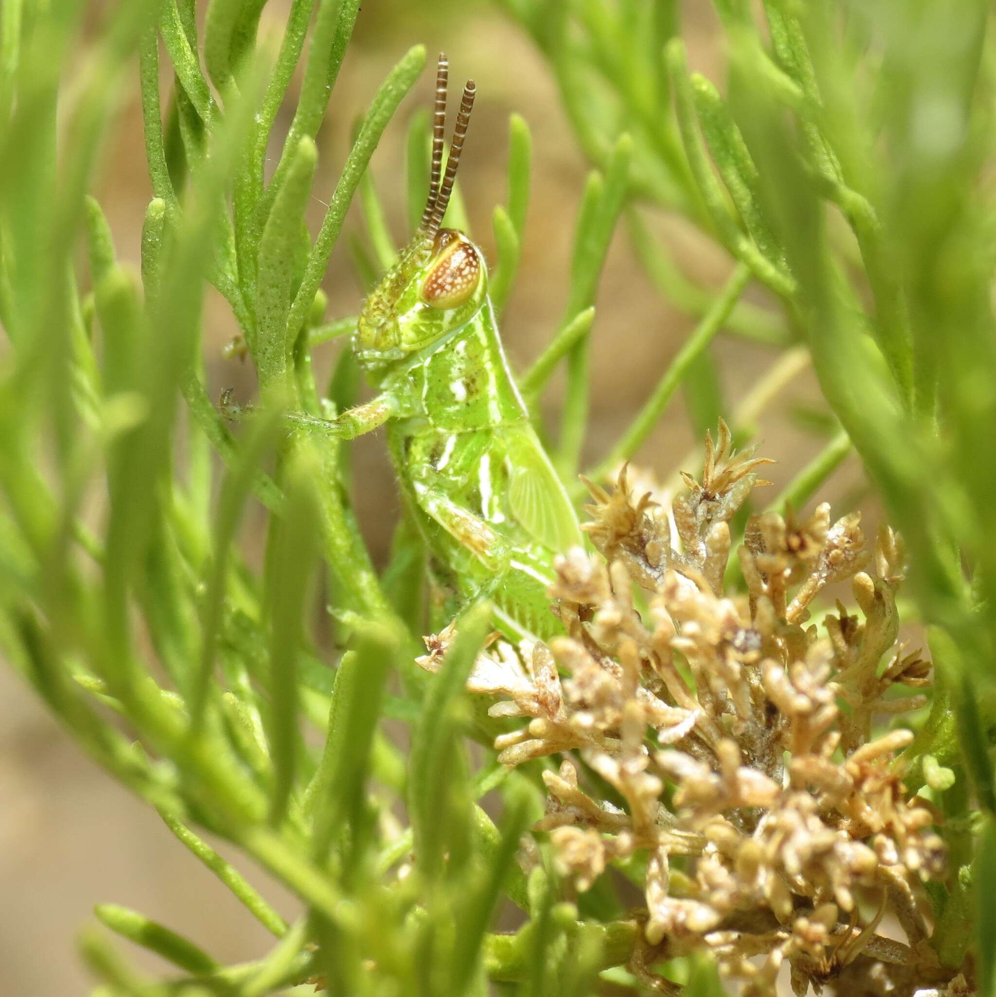 Image of Hesperotettix viridis (Thomas & C. 1872)