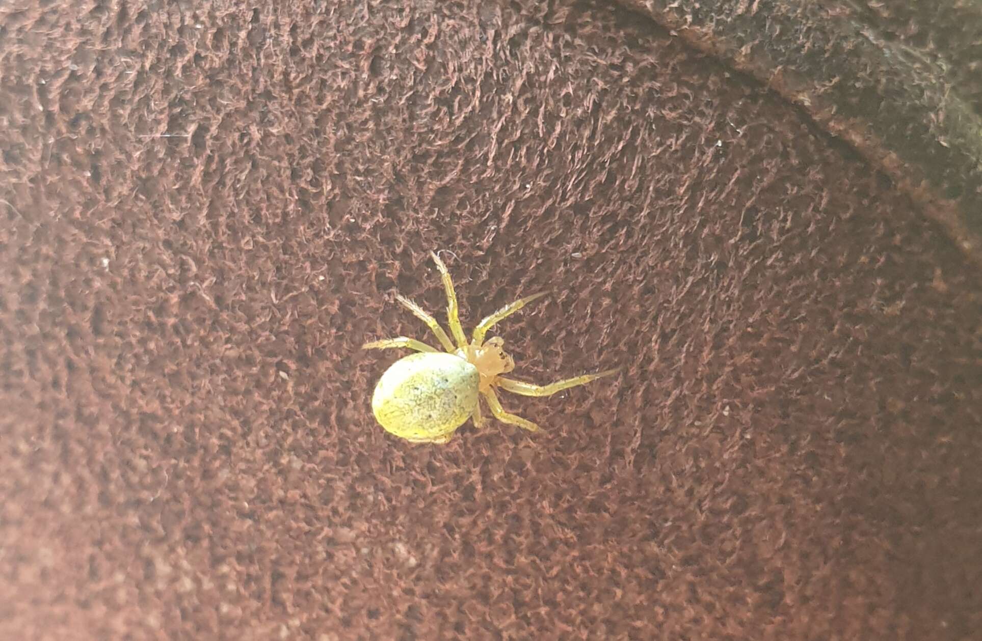 Image of Cucumber green spider