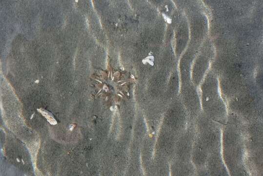 Image of cryptic burrowing anemone