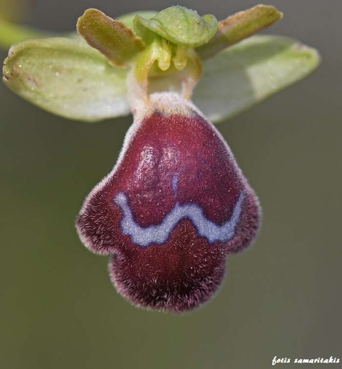 Image of Ophrys omegaifera var. basilissa (C. Alibertis, A. Alibertis & H. R. Reinhard) Faurh.