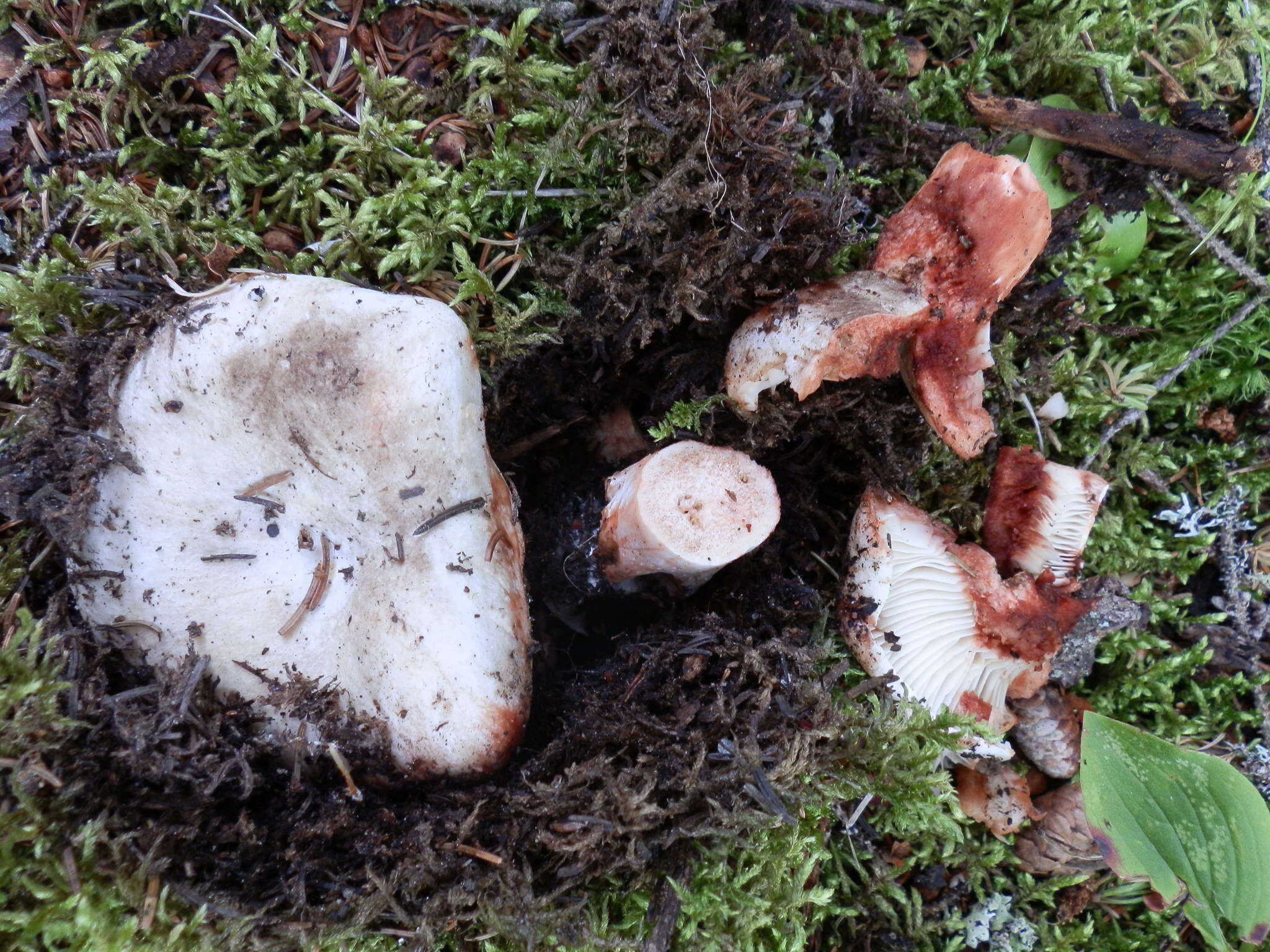 Image of Russula dissimulans Shaffer 1962