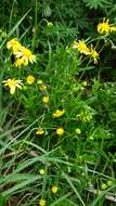 Image of Senecio skirrhodon DC.