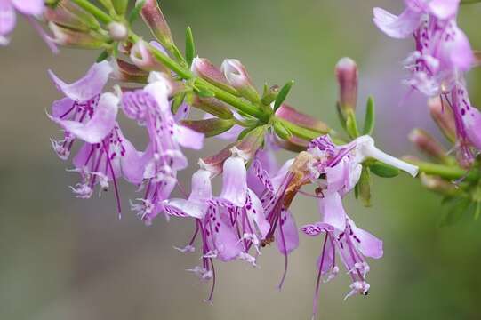 Imagem de Dicerandra frutescens subsp. thinicola (H. A. Mill.) D. B. Ward