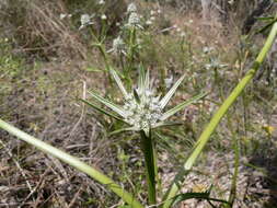 Image of Eryngium pinnatifidum Bunge