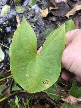 Imagem de Sagittaria australis (J. G. Sm.) Small