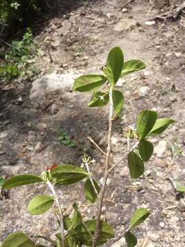 Erythroxylum coffeifolium Baill.的圖片