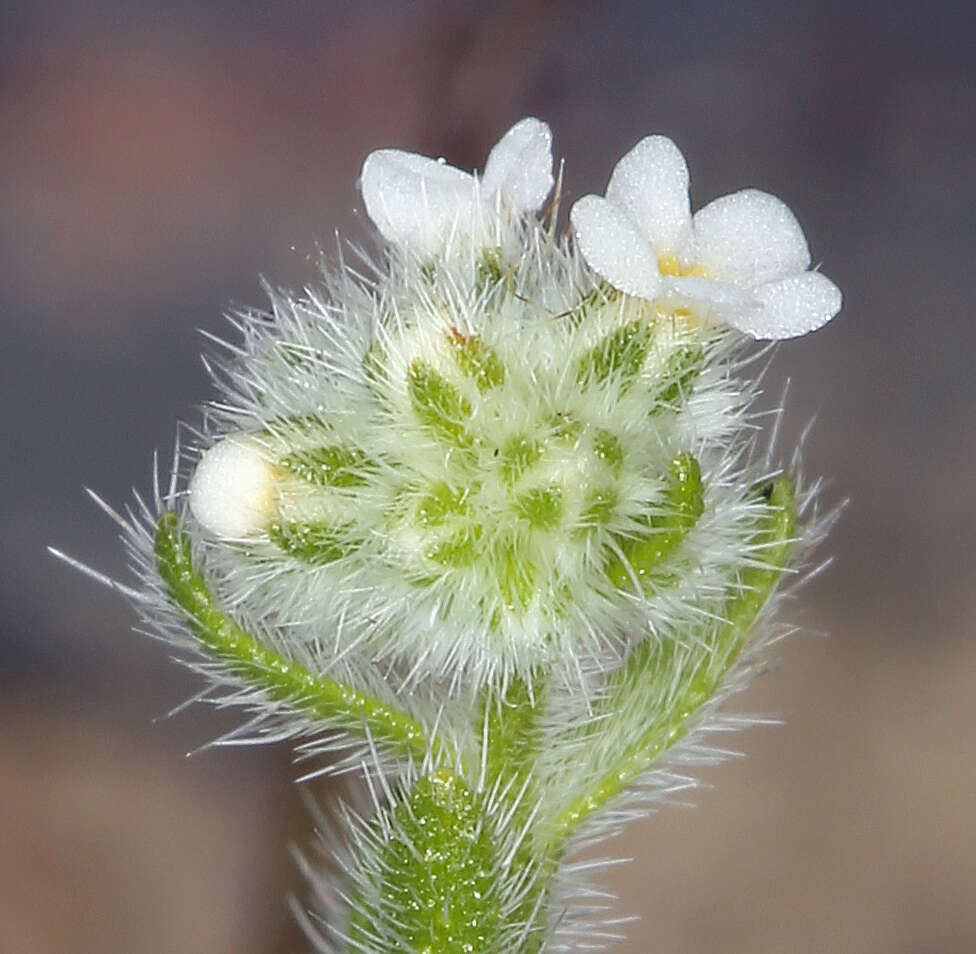 صورة Cryptantha gracilis Osterh.