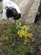 Image of Agrimony