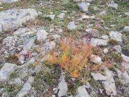 Image de Persicaria angustifolia (Pall.) Ronse Decraene