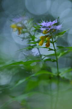 Слика од Melampyrum nemorosum subsp. catalaunicum (Freyn) Beauv.