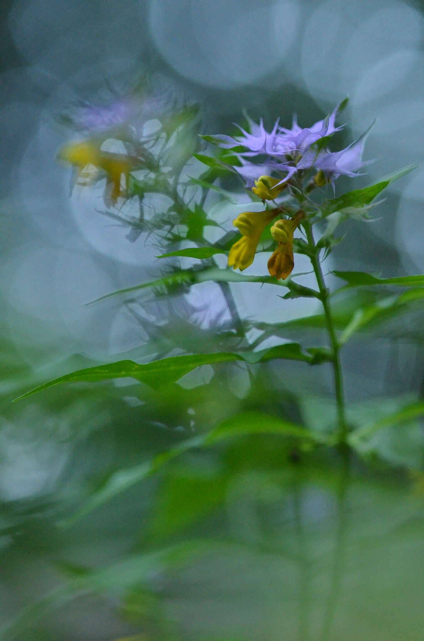 Слика од Melampyrum nemorosum subsp. catalaunicum (Freyn) Beauv.