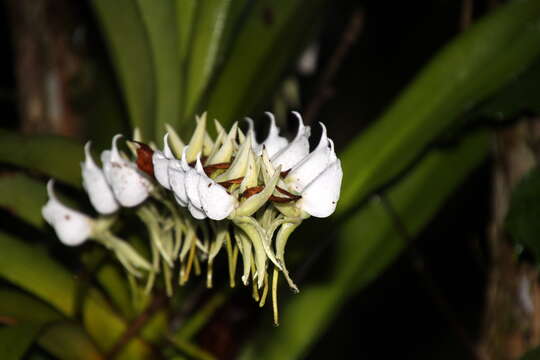 Image of Ivory Angraecum