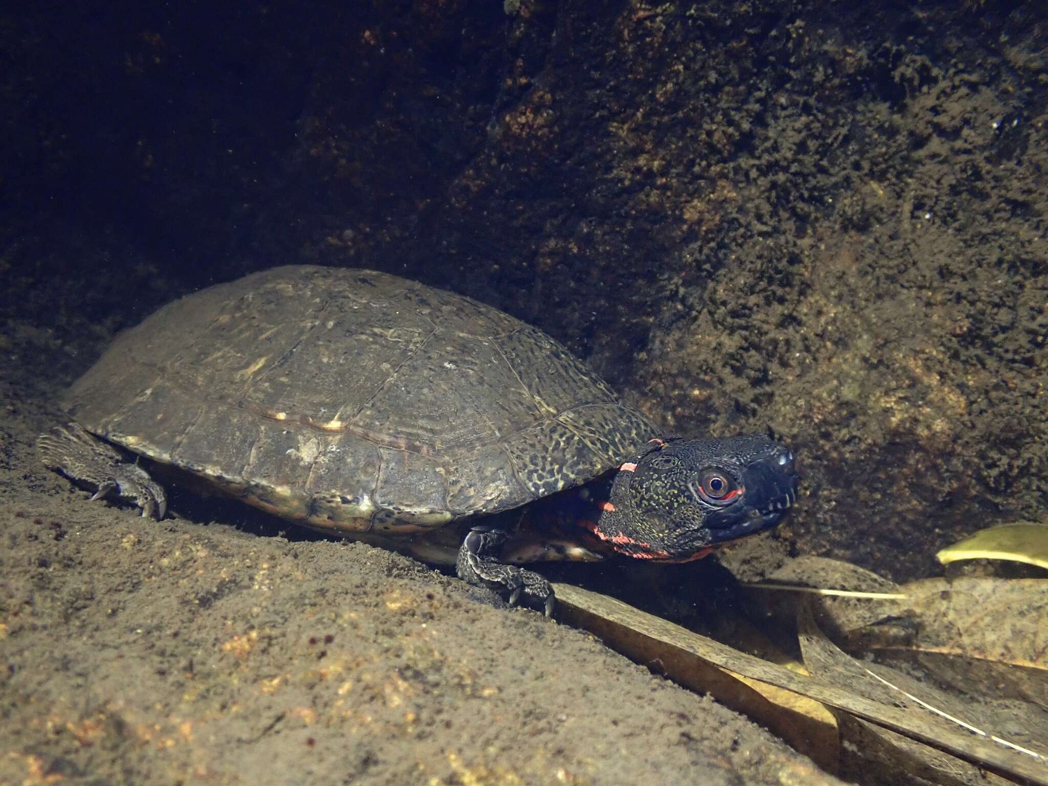 Image of Beale's Eyed Turtle