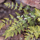 Image of Lemmon's cloak fern