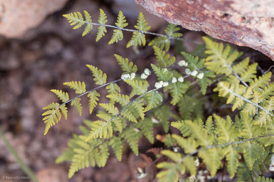 Image of Lemmon's cloak fern