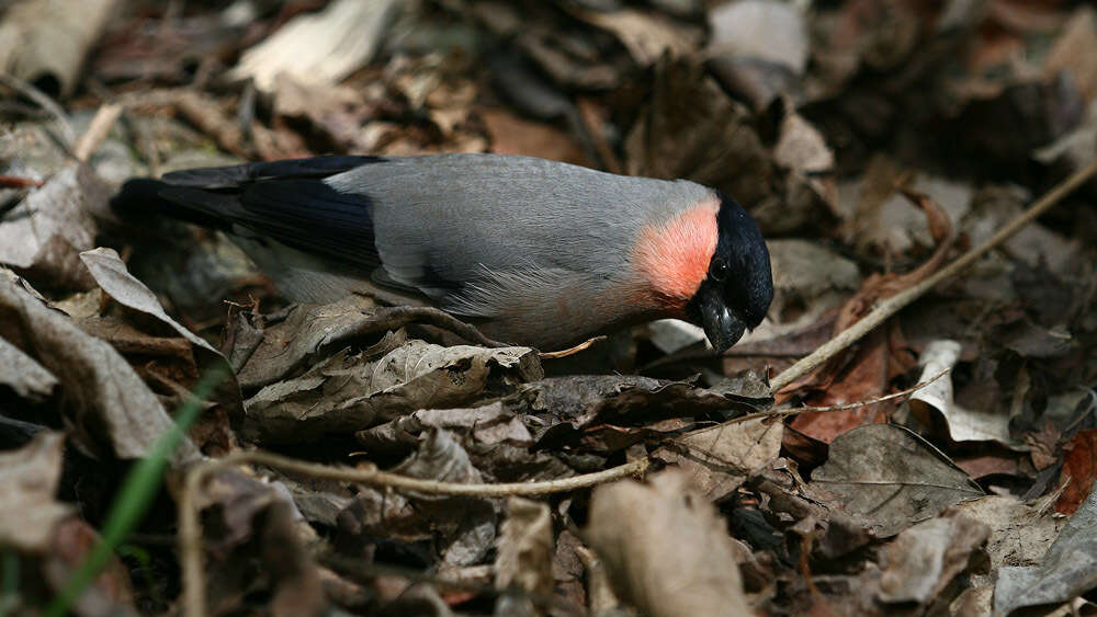 Image of Pyrrhula pyrrhula griseiventris Lafresnaye 1841