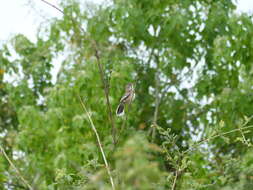 Image of White-browed Scrub Robin