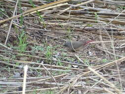 Image of Black-faced Firefinch