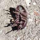 Image of Armadillidium traiani Demianowicz 1932