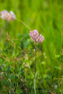 Image of Red Milkweed