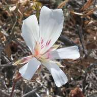 Image of Pelargonium articulatum (Cav.) Willd.