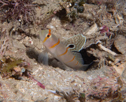 Image of Randall's prawn goby