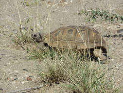 Image of Chilean Tortoise